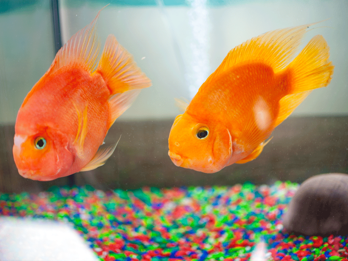 Vietnamské Dekorace